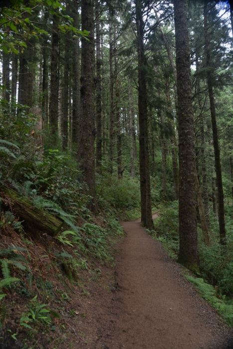 old growth trees on Cape Lookout